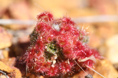 Drosera eneabba
