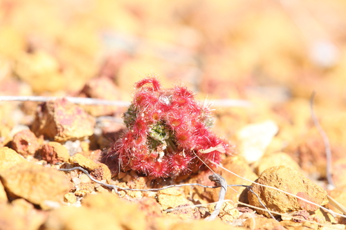 Drosera eneabba
