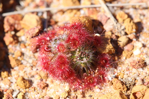 Drosera eneabba