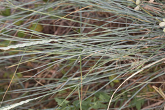 Elymus athericus