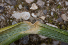 Elymus athericus