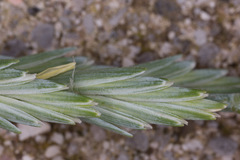 Elymus athericus