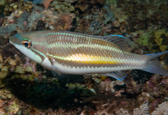 Three-Striped Whiptail photo 3