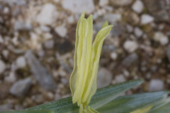 Elymus athericus