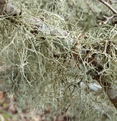 Ramalina peruviana