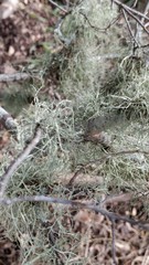 Ramalina peruviana