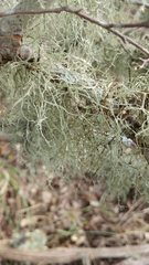 Ramalina peruviana