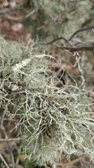 Ramalina peruviana