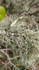 Ramalina peruviana