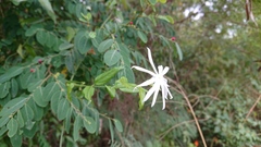Jasminum nervosum