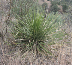 Dasylirion leiophyllum
