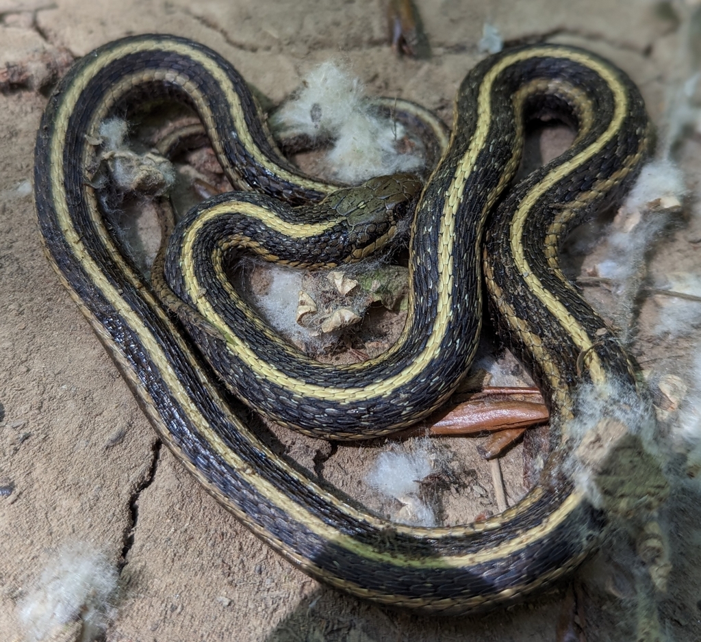 Northwestern Garter Snake From Independence, OR 97351, USA On June 2 ...