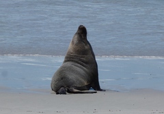 Neophoca cinerea
