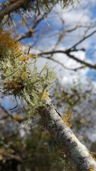 Usnea strigosa image