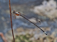 Nososticta impercepta