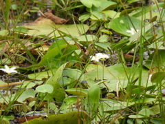 Nymphoides indica subsp. indica image