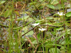 Nymphoides indica subsp. indica image