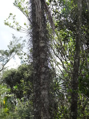 Bactris cubensis