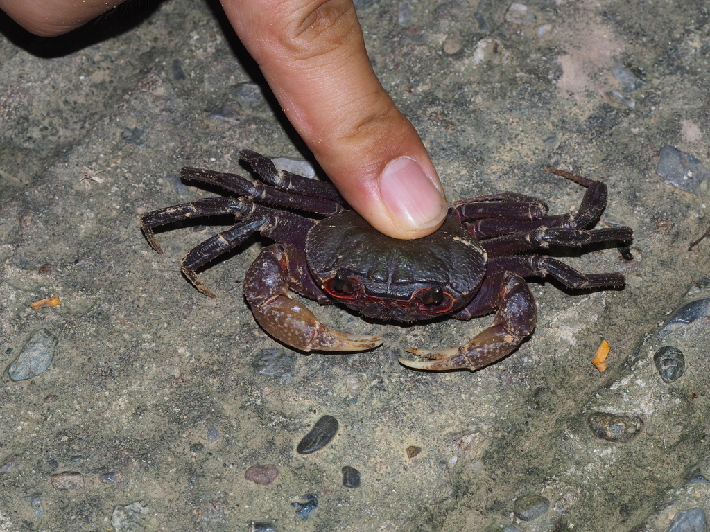 Potamiscus montosus