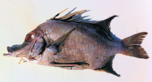 Boarfish (Pentaceropsis recurvirostris) — Pentacerotidae — 3