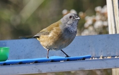 Pachycephala olivacea