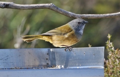 Pachycephala olivacea