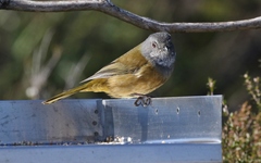 Pachycephala olivacea