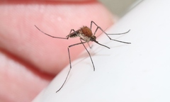Aedes cunabulanus