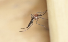 Aedes cunabulanus