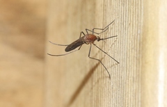 Aedes cunabulanus