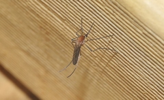 Aedes cunabulanus
