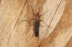 Aedes cunabulanus
