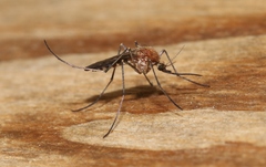 Aedes cunabulanus