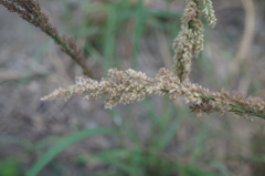 Eragrostis ciliaris