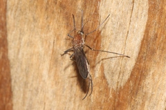 Aedes cunabulanus