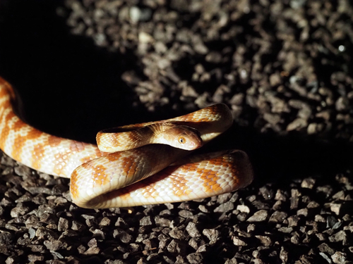 Brown Tree Snake sighting