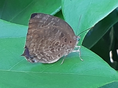 Arhopala centaurus nakula