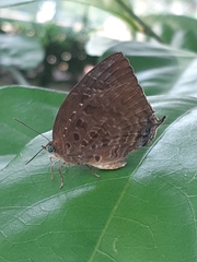 Arhopala centaurus nakula