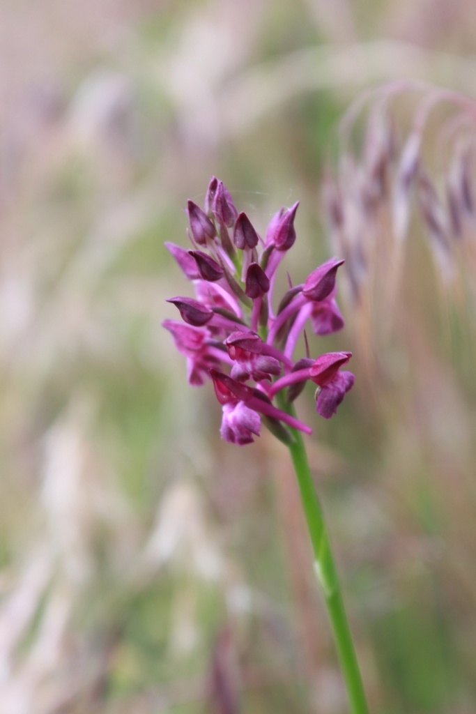 Anacamptis × simorrensis