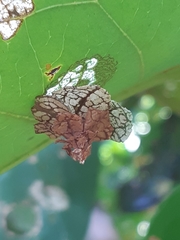 Pagodiella