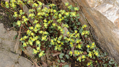 Chrysosplenium