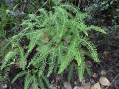 Dicranopteris flexuosa