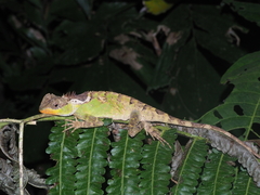 Red-Lipped Horned Tree Lizard photo 2