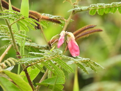 Mimosa pigra image