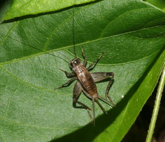 Loxoblemmus