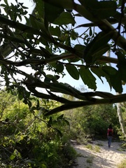 Tillandsia huamelulaensis