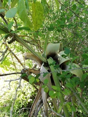 Tillandsia huamelulaensis