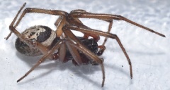 Steatoda nobilis