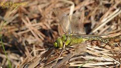 Anax nigrofasciatus