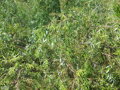 Salix mucronata mucronata
